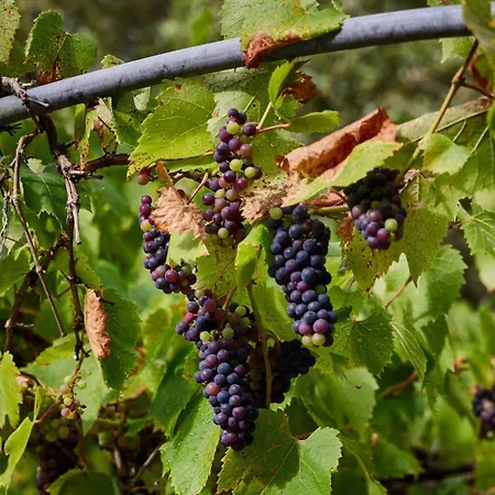 L'ecrin De La Pinede * לה בר-דה-מון