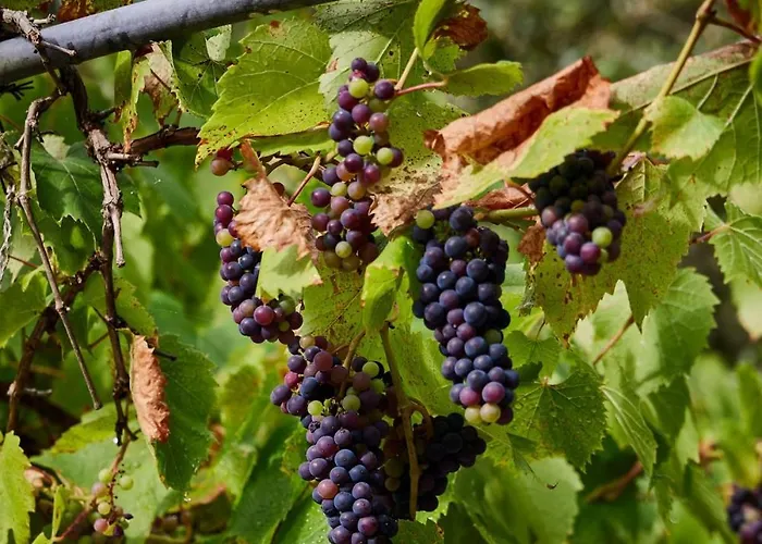 L'ecrin De La Pinede * لا باريه دي مونت